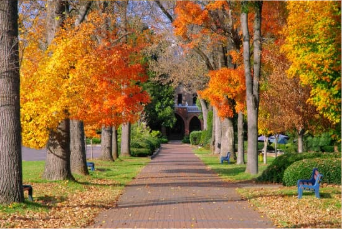 Fall foliage picnic